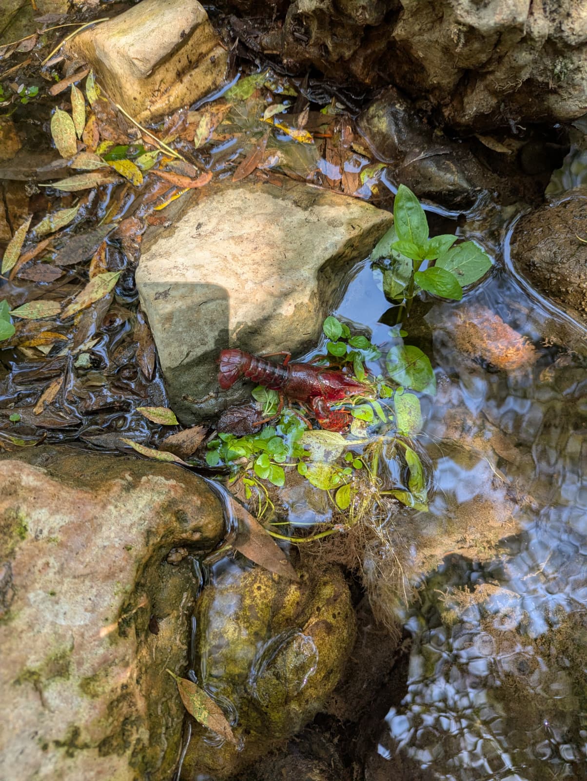 An offering at an oasis in southern Portugal